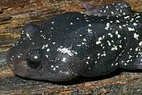 Speckled Black Salamander 