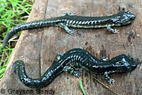 Speckled Black Salamander