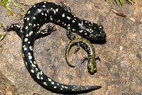 black salamander
