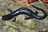 Santa Cruz Black Salamander