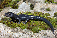 Santa Cruz Black Salamander