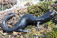 Santa Cruz Black Salamanders