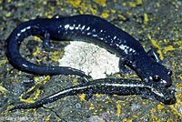 Santa Cruz Black Salamanders