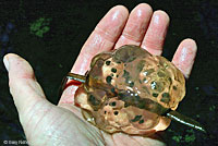 Northwestern Salamander Eggs