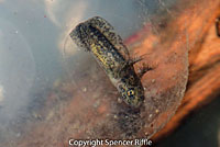 Northwestern Salamander Eggs