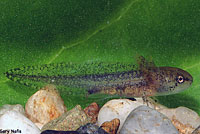 Northwestern Salamander Larvae