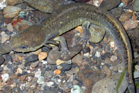 Northwestern Salamander Larvae