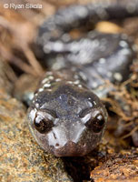 Speckled Black Salamander