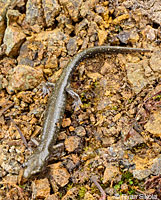 Speckled Black Salamander