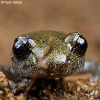 Speckled Black Salamander