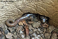 Arboreal Salamanders