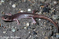 Arboreal Salamander foot