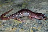 salamander