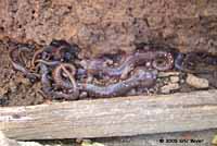 Arboreal Salamanders