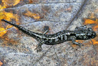 Arboreal Salamander