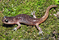 Arboreal Salamander foot