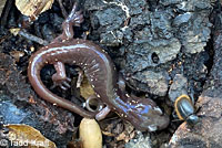Arboreal Salamander foot