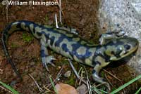 Barred Tiger Salamander