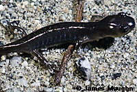 Santa Cruz Long-toed Salamander
