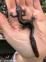 Santa Cruz Long-toed Salamander