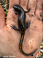 Santa Cruz Long-toed Salamander