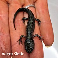 Ambystoma Long-toed Salamander Santa croceum macrodactylum - Cruz