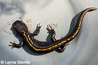 Santa Cruz macrodactylum Salamander Ambystoma croceum - Long-toed