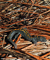 Santa Cruz Long-toed Salamander