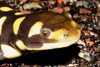 Barred Tiger Salamander