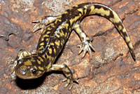 Arizona Tiger Salamander