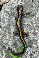 Southern Long-toed Salamanders