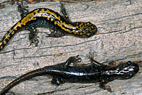 Southern Long-toed Salamanders