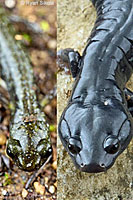 Santa Cruz Black Salamander