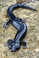 Santa Cruz Black Salamander
