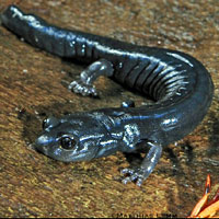 Santa Cruz Black Salamander