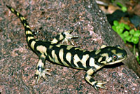 Tiger salamander