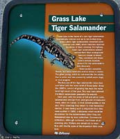 Tiger Salamander Sign