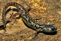 Wandering Salamander