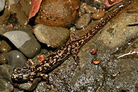 Wandering Salamander