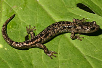 wandering salamander