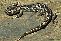 Wandering Salamander