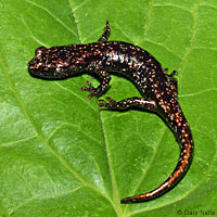 Wandering Salamander