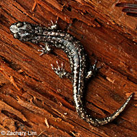 Wandering Salamander foot