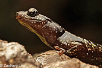 Wandering Salamander foot
