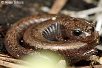 Greenhorn Mountains Slender Salamander comp