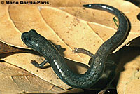 Desert Slender Salamander