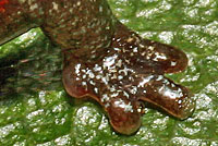 slender salamander toes