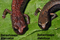 Hell Hollow Slender Salamander comparison