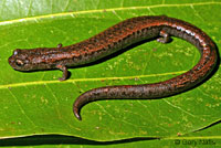 ca slender salamander