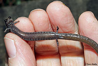 California Slender Salamander